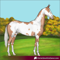 Horse Color:Silver Sable Champagne Frame 