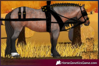 Horse Color:Gray Bay Roan