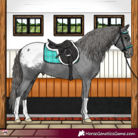 Horse Color:Black Appaloosa