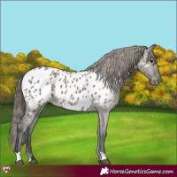 Horse Color:Grullo Near Leopard