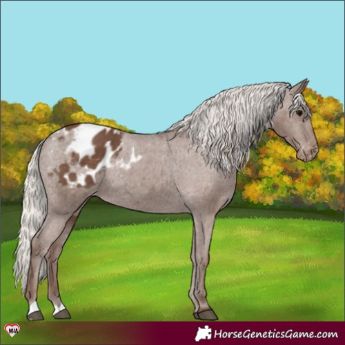 Horse Color:Silver Black Blanket Rabicano