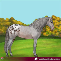 Horse Color:Brown Appaloosa 