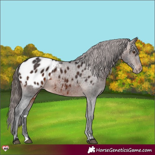Horse Color:Brown Appaloosa 
