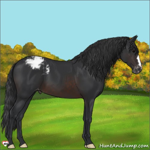 Horse Color:Brown Appaloosa 