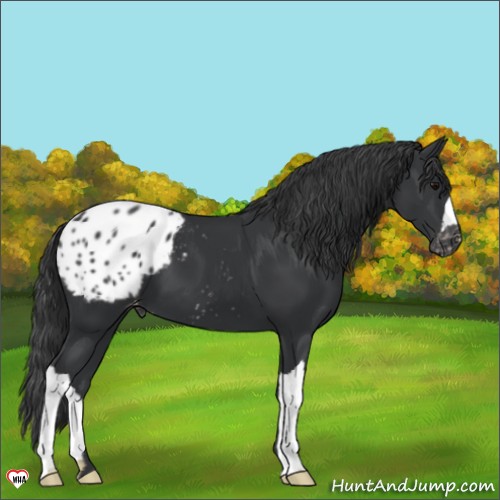 Horse Color:Black Appaloosa 