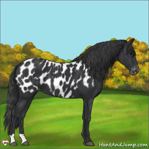 Horse Color:Black Appaloosa 
