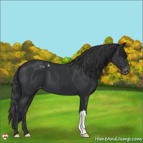 Horse Color:Black Appaloosa 