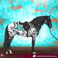 Horse Color:Black Near Leopard 