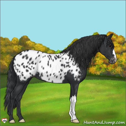 Horse Color:Black Appaloosa 