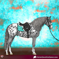 Horse Color:Black Appaloosa