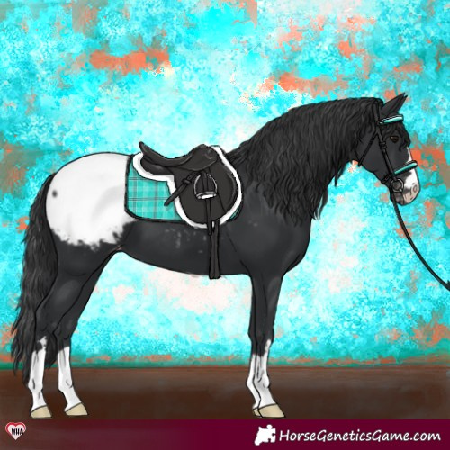 Horse Color:Black Appaloosa 