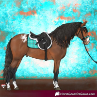 Horse Color:Bay Appaloosa 