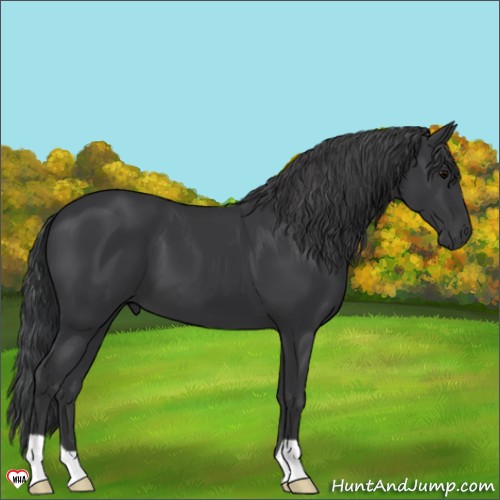 Horse Color:Black 