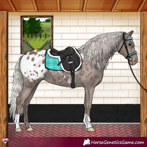 Horse Color:Silver Black Appaloosa 