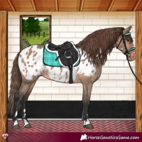 Horse Color:Brown Dun Blanket 