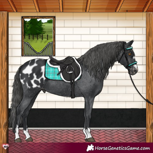 Horse Color:Black Blanket