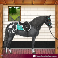 Horse Color:Black Appaloosa 
