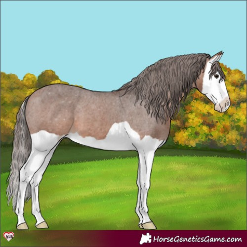 Horse Color:Bay Splash Appaloosa 
