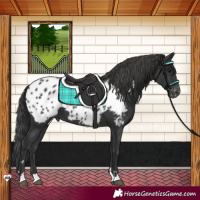 Horse Color:Black Appaloosa