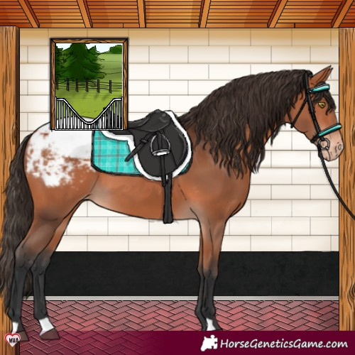 Horse Color:Bay Appaloosa 