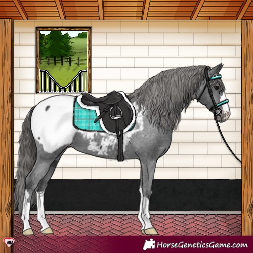 Horse Color:Black Appaloosa 
