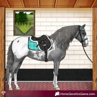 Horse Color:Black Appaloosa 