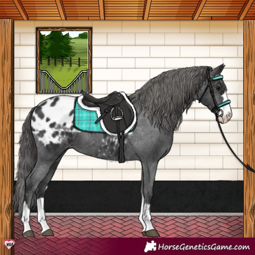 Horse Color:Black Appaloosa 
