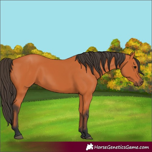 Horse Color:Bay 