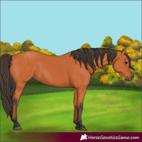 Horse Color:Bay 