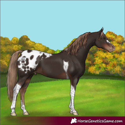 Horse Color:Liver Chestnut Tobiano Appaloosa 