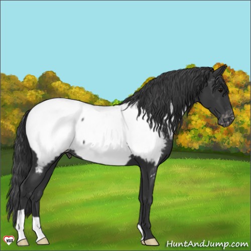 Horse Color:Black Appaloosa 
