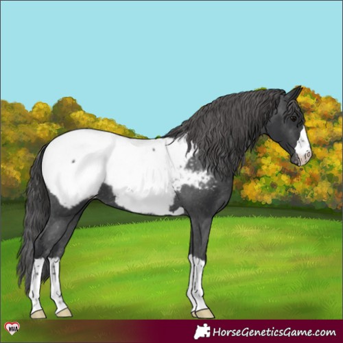 Horse Color:Black Appaloosa 