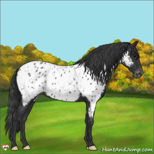Horse Color:Black Appaloosa 