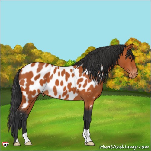 Horse Color:Bay Appaloosa 