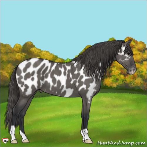 Horse Color:Grullo Appaloosa 
