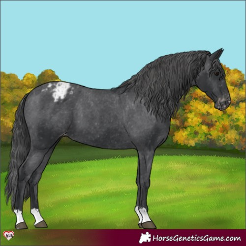 Horse Color:Black Appaloosa 
