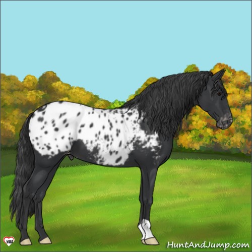 Horse Color:Black Appaloosa 