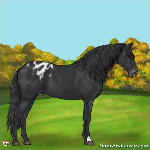 Horse Color:Black Appaloosa 