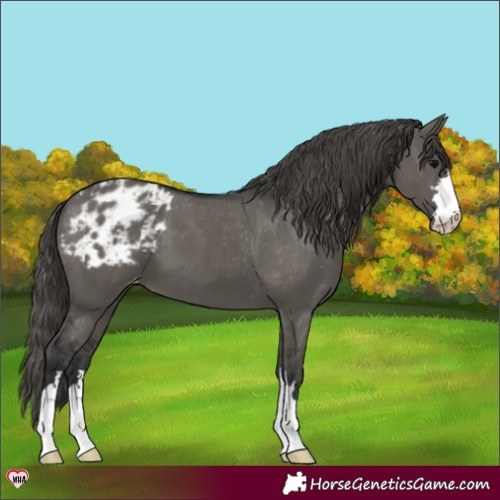 Horse Color:Grullo Appaloosa 