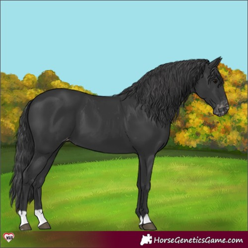 Horse Color:Black Appaloosa 