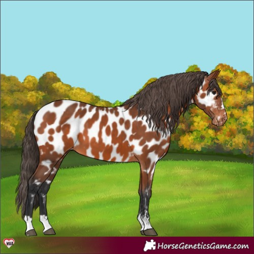 Horse Color:Bay Appaloosa 