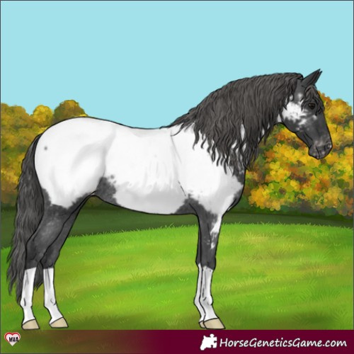 Horse Color:Black Appaloosa Rabicano 