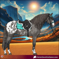 Horse Color:Grullo Appaloosa 