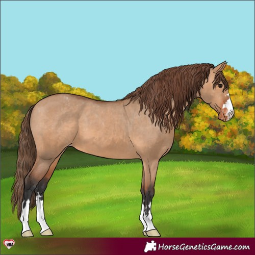 Horse Color:Bay Dun Appaloosa 