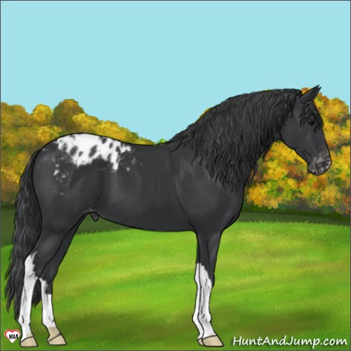 Horse Color:Black Appaloosa 
