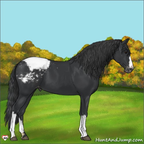 Horse Color:Black Appaloosa 