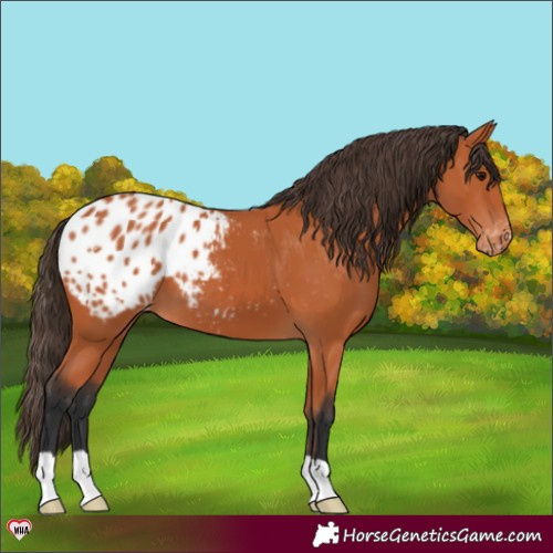 Horse Color:Bay Appaloosa 