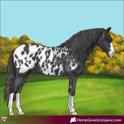 Horse Color:Black Appaloosa 