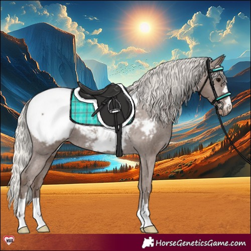 Horse Color:Silver Black Appaloosa