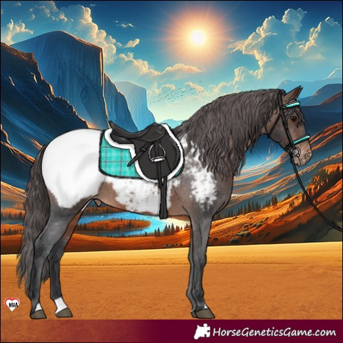 Horse Color:Brown Appaloosa 